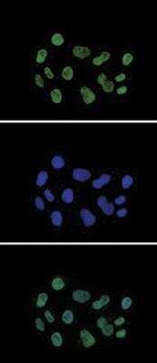 Immunocytochemistry/ Immunofluorescence: Histone H3 [ac Lys27] Antibody [NBP2-54615]